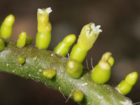 Rhipsalis grandiflora